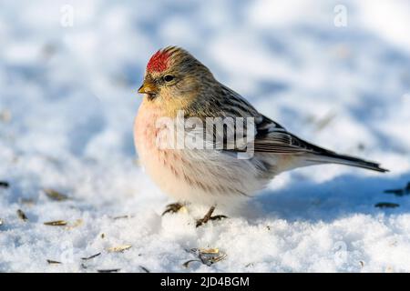 Arktische Rotpoll (Acanthis hornemanni) aus Pasvik, Finnmark, Norwegen im März. Stockfoto