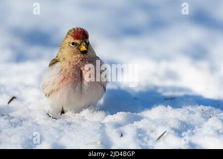 Arktische Rotpoll (Acanthis hornemanni) aus Pasvik, Finnmark, Norwegen im März. Stockfoto