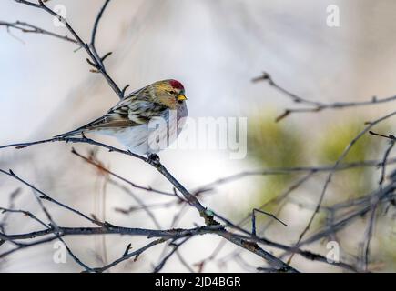 Arktische Rotpoll (Acanthis hornemanni) aus Pasvik, Finnmark, Norwegen im März. Stockfoto