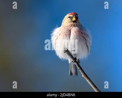 Arktische Rotpoll (Acanthis hornemanni) aus Pasvik, Finnmark, Norwegen im März. Stockfoto