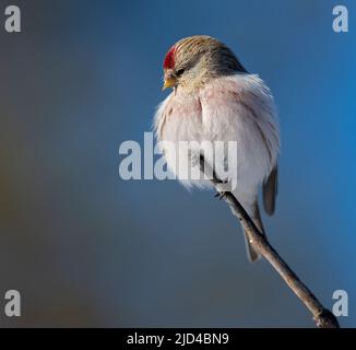 Arktische Rotpoll (Acanthis hornemanni) aus Pasvik, Finnmark, Norwegen im März. Stockfoto