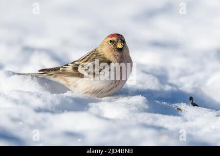 Arktische Rotpoll (Acanthis hornemanni) aus Pasvik, Finnmark, Norwegen im März. Stockfoto
