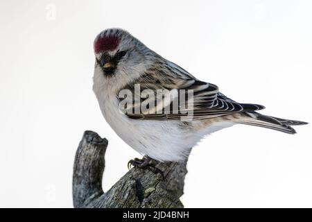 Arktische Rotpoll (Acanthis hornemanni) aus Pasvik, Finnmark, Norwegen im März. Stockfoto