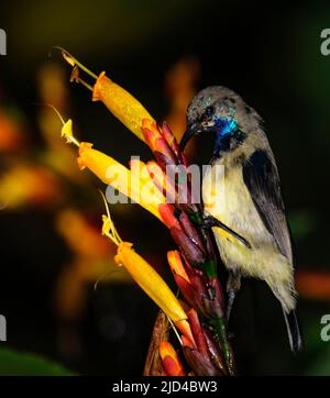 Sunbird (Cinnyris sp.), möglicherweise variabler Sunbird (C. venustus) aus Fort Portale (Queen Elisabeth NP), Uganda. Stockfoto