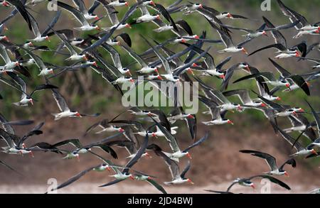 Schwarm afrikanischer Abschäumer (Rynchops flavirostris) aus dem Weißen Nil, Uganda. Stockfoto