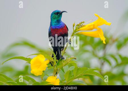 REDD-Chested Sunbird (Cinnyris erythrocerca) aus dem Queen Elizabeth NP, Uganda. Stockfoto