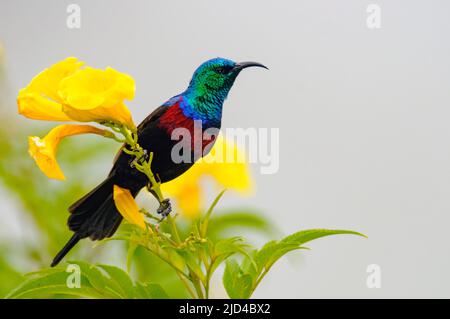 REDD-Chested Sunbird (Cinnyris erythrocerca) aus dem Queen Elizabeth NP, Uganda. Stockfoto