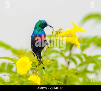 REDD-Chested Sunbird (Cinnyris erythrocerca) aus dem Queen Elizabeth NP, Uganda. Stockfoto