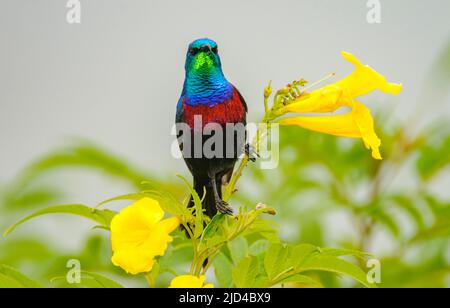 REDD-Chested Sunbird (Cinnyris erythrocerca) aus dem Queen Elizabeth NP, Uganda. Stockfoto