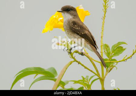 Afrikanischer grauer Fliegenfänger (Bradornis microrhynchus, unreif) aus Königin Elisabeth NP, Uganda. Stockfoto