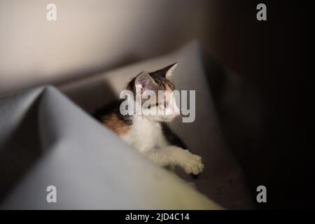 Tabby Kätzchen Nahaufnahme Porträt mit selektivem Fokus Stockfoto