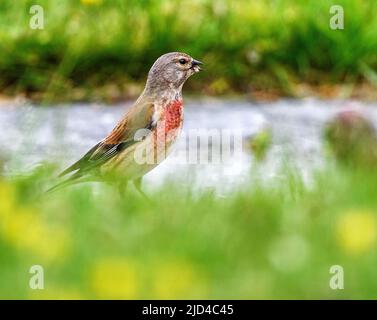 Gewöhnliches Linnet (Linaria cannabina, männlich) aus Hidra, Südwestnorwegen im Mai. Stockfoto