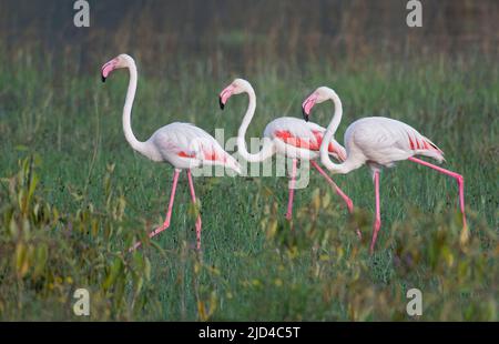 Große Flamingos (Phoenicopterus roseus) vom Lake Nakuru, Kenia. Stockfoto