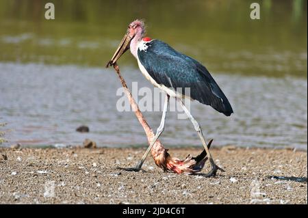 Marabou-Storch (Leptoptilos crumeniferus) ernährt sich von einem toten Flamingo am Lake Bogoria, Kenia. Stockfoto