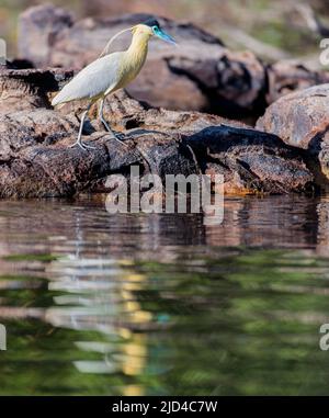 Kappreiher (Pilherodius pileatus) am Ufer des Flusses Cristalino, im südlichen Amazonas, Brasilien. Stockfoto