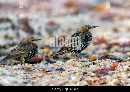 Gewöhnlicher Star (Sturnus vulgaris), fotografiert im September in Revtangen (Rogaland, Westnorwegen). Stockfoto