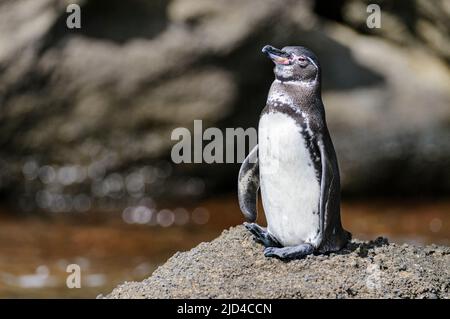 Galápagos Penguin, Spheniscus mendiculus, aus Sullivan Bay, Santiago. Stockfoto