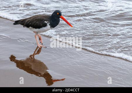 Amerikanischer Austernfischer (Haematopus palliatus galapagensis) aus Jame's Bay, Santiago, Galapagos. Stockfoto