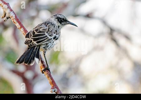 Galapagos Mockingbird (Mimus parvulus bauri) aus Genovesa. Stockfoto