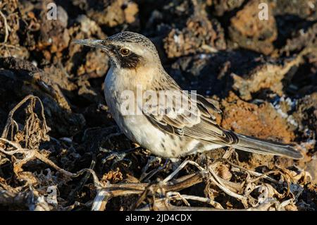 Galapagos Mockingbird (Mimus parvulus bauri) aus Genovesa. Stockfoto