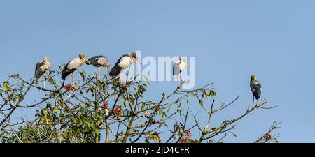 Asiatische Störche (Anastomus oscitans) aus dem Kaziranga NP, Assam, Indien. Stockfoto