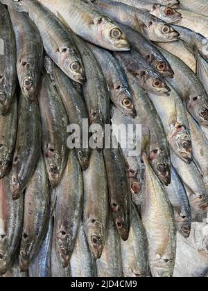 Foto von philippinischem Galunggong-Balsa, Kawayanon, Decapterus macrosoma, blauem Makrelenschwalbenfisch, rundem Schwalbenfisch oder Kurzflossenschwalbenfisch. Stockfoto