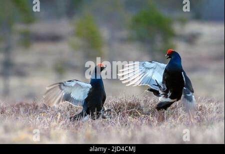 Zwei männliche Birkhuhn (Lyurus tetrix, männlich), die an einem frühen Morgen im April ausstellen und kämpfen. Foto aus Südnorwegen. Stockfoto