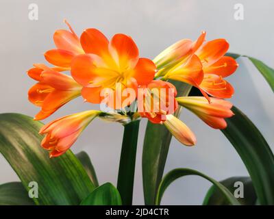 Zimmerpflanze mit orangefarbenen Blten in hellem Wohnbereich. Natrliche  Einrichtung, Frische, Harmonie und Wohlbefinden durch botanische Prsenz in  zeitgenssischer Atmosphre Stockfotografie - Alamy