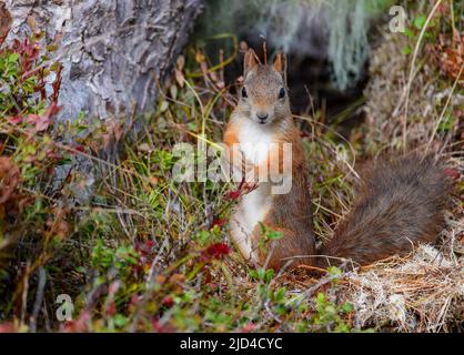 Eurasisches Rothörnchen (Sciurus vulgaris). Stockfoto