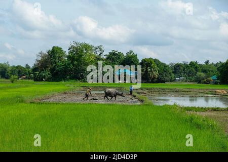 Buenavista, Philippinen - 2022. Juni: Ein Mann pflügt am 9. Juni 2022 auf der Insel Guimaras, Philippinen, ein Reisfeld in Buenavista. Stockfoto