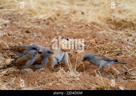 Ungestreiftes Erdhörnchen (Xerus rutilus) und Papageienschnabel-Sperlinge (Passer gorgonensis) füttern i Samburu NR, Kenia. Stockfoto