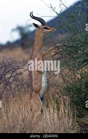 Ein großer Gerenuk-Rüde (Litocranius walleri), der sich im Samburu National Reserve, Kenia, von Büschen ernährt. Stockfoto