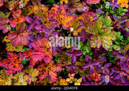 Wunderschöne Herbstfarben aus den Blättern von Moltebeeren und Haunbeeren im Lierne National Park (Tröndelag, Norwegen) Anfang September. Stockfoto