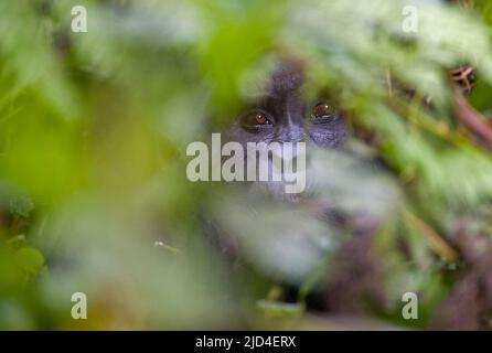 Mountain Gorilla (Gorilla berengei berengei) versteckt sich im dichten Wald des Bwindi Impenetrable National Park, Uganda. Stockfoto