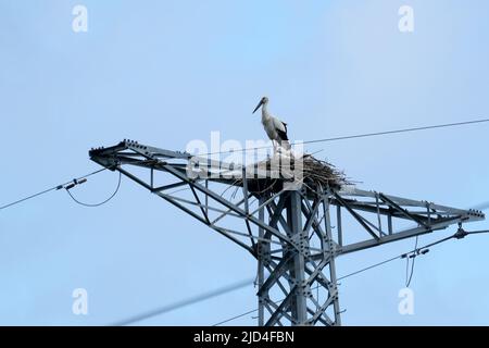 (220618) -- HARBIN, 18. Juni 2022 (Xinhua) -- ein orientalischer Weißstorch ruht an seinem Nest auf einem Stromübertragungsturm in Qiqihar, nordöstlich von Chinas Provinz Heilongjiang, 15. Juni 2022. Etwa 100 Nester wurden von orientalischen Weißstörchen, einer gefährdeten Vogelart, auf Machttürmen in Qiqihar gemacht. Um sowohl die Vögel als auch die Stromübertragungsleitungen zu schützen, haben Mitarbeiter des örtlichen Elektrizitätsunternehmens verschiedene Maßnahmen ergriffen, wie zum Beispiel die Platzierung von Schutztafeln, den Bau von künstlichen Nestern und die Durchführung spezieller Patrouillen für die Sicherheit der Vögel und der Anlagen. (Xinhua/Wang Jianwei) Stockfoto