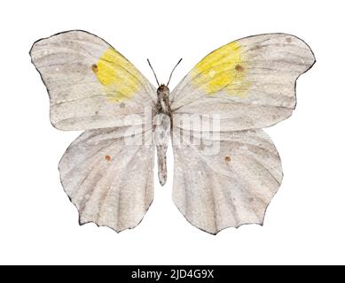 Aquarell weißer und gelber Schmetterling. Insekt. Sommer-Illustration isoliert auf weißem Hintergrund. Stockfoto