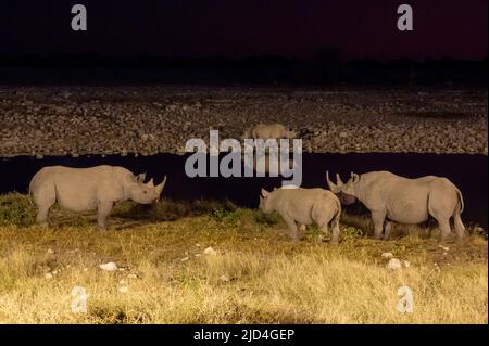 Weiße Nashörner trinken nachts aus einem Wasserloch im Etosha National Park in Namibia Afrika Stockfoto