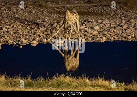 Giraffe trinkt nachts aus einem Wasserloch im Etosha National Park in Namibia Afrika Stockfoto