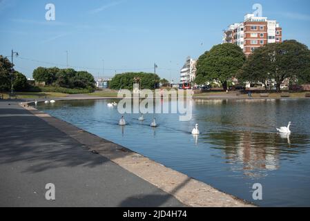 Eine Gruppe Schwäne schwimmt über den Kanusee in der Nähe der Küste in Portsmouth, England. Bäume und Wohnhäuser in der Ferne. Stockfoto