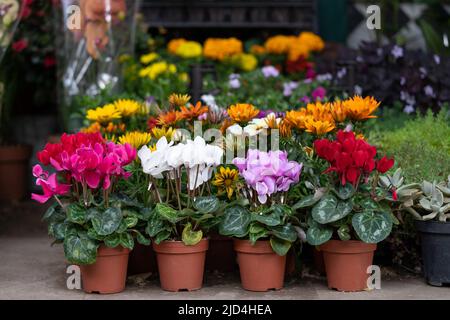 Messe der Blumen in Tiflis. Schöne Blumen und Pflanzen für Haus oder Garten. Sommer in Georgien Stockfoto