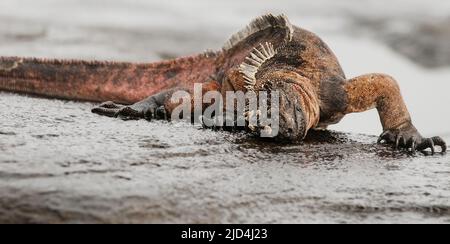 Marine Iguana, Amblyrhynchus cristatus, kratzt kleine Algen vom felsigen Lavastrand in James Bay, Santiago, Galapagos, nach Nahrung. Stockfoto