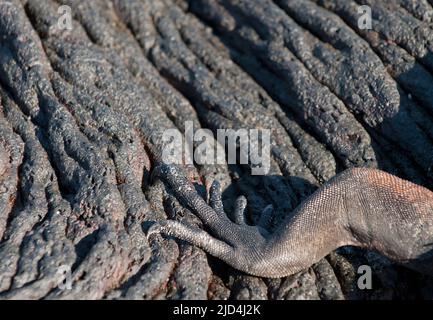 Bein eines marinen Leguans auf Lavastrom. Von Sullivan Bay, Santiago, Galapagos. Stockfoto