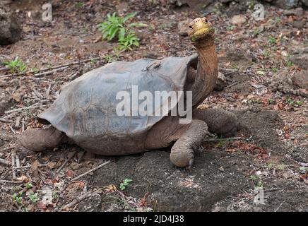 Riesenschildkröte, Chelonodis nigra hoodensis, aus Espanola Galapagos. Kontrollierte Bedingungen. Stockfoto