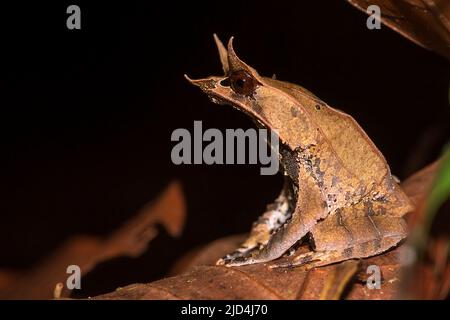 Bornean Horned Frog (Megophrys nasuta) aus dem Kubah National Park, Sarawak, Borneo Stockfoto