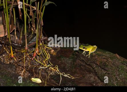 Jade-Backed Stream Frog (Hylarana raniceps) aus Kuban National Park, Sarawak, Borneo Stockfoto