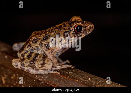 Rauer Frosch (Hylarana glandulosa) aus Kinabatangan, Sabah, Borneo Stockfoto