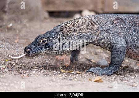 Komodo-Drache (Varanus komodoensis) von Rinca Island, Indonesien Stockfoto