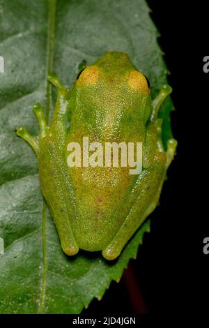 Grüner helläugiger Frosch (Boophis viridis) aus Andasibe, Ost-Madagaskar. Stockfoto