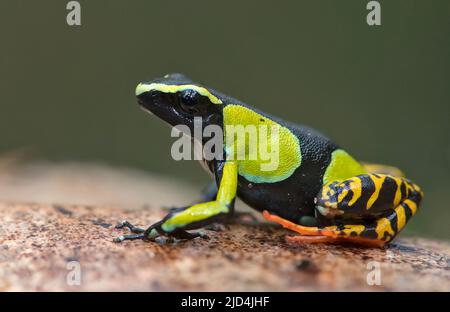 Baron's Mantella (Mantella baroni) aus Ranomafana NP, Ost-Madagaskar. Stockfoto