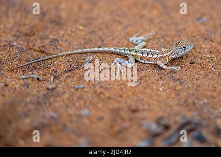 Dreiäugige Eidechse (Chalarodon madagascariensis) aus Berenty Stachelwald, Süd-Madagaskar. Stockfoto